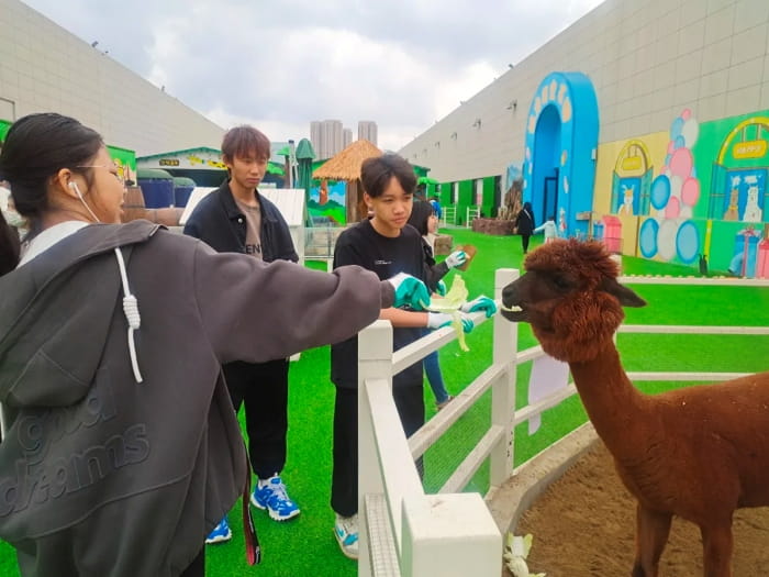 students feeding a lama in the zoo
